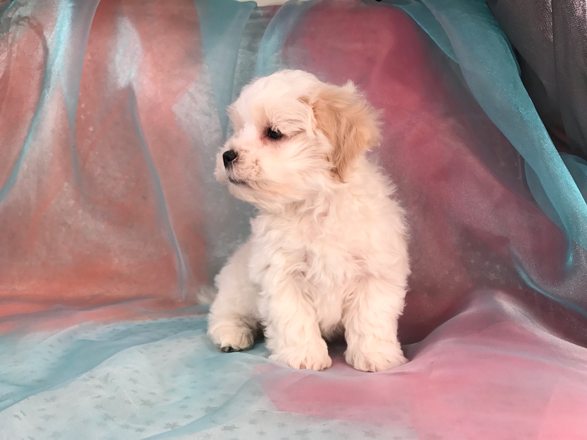 Male shih Tzu Bichon Puppy for Sale $875 DOB 10-22-17